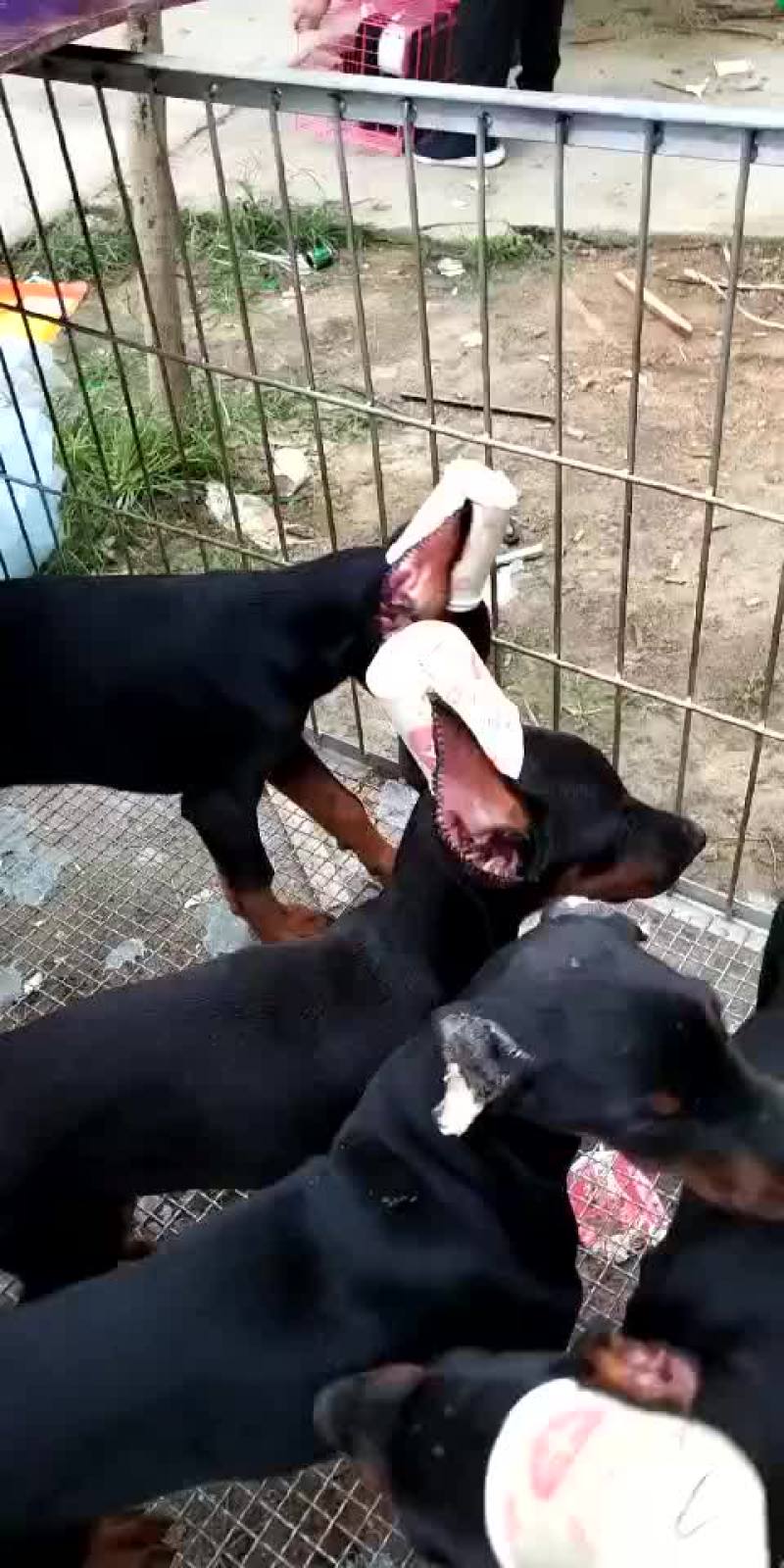 精品杜宾犬