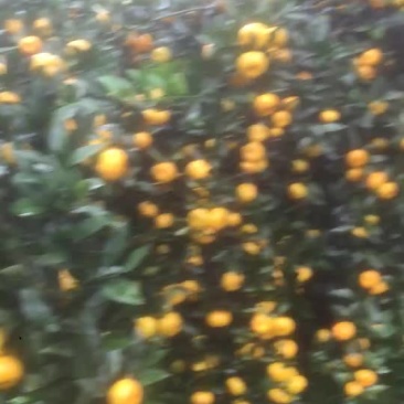 南丰蜜橘
