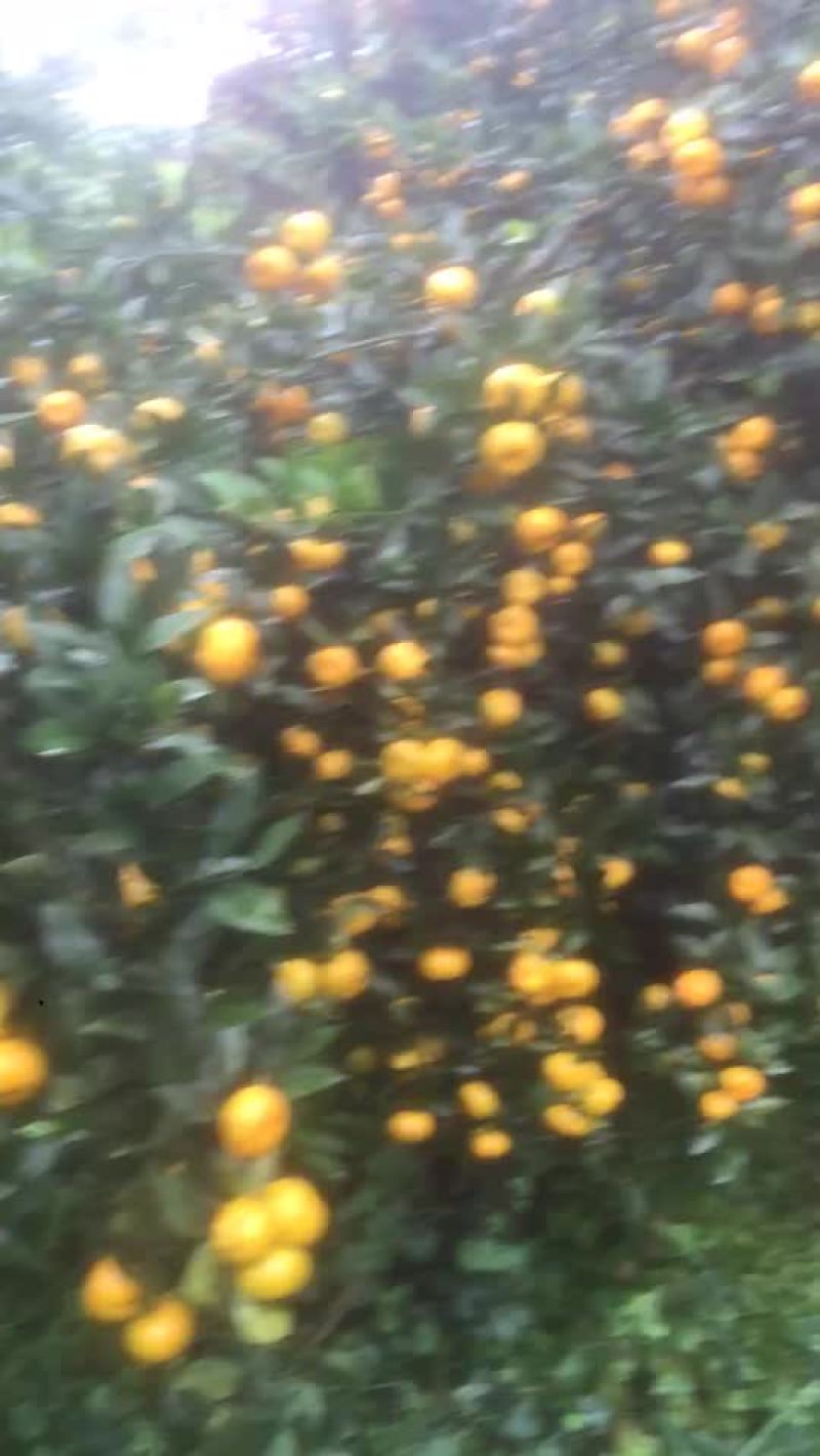 南丰蜜橘