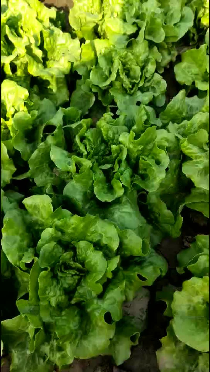 意大利生菜