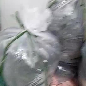 土城山生态古树普洱茶冰岛回味甘甜