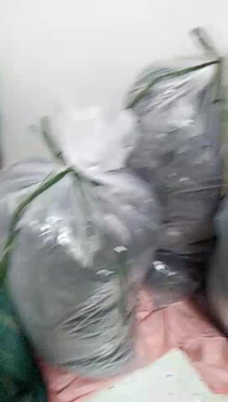 土城山生态古树普洱茶冰岛回味甘甜