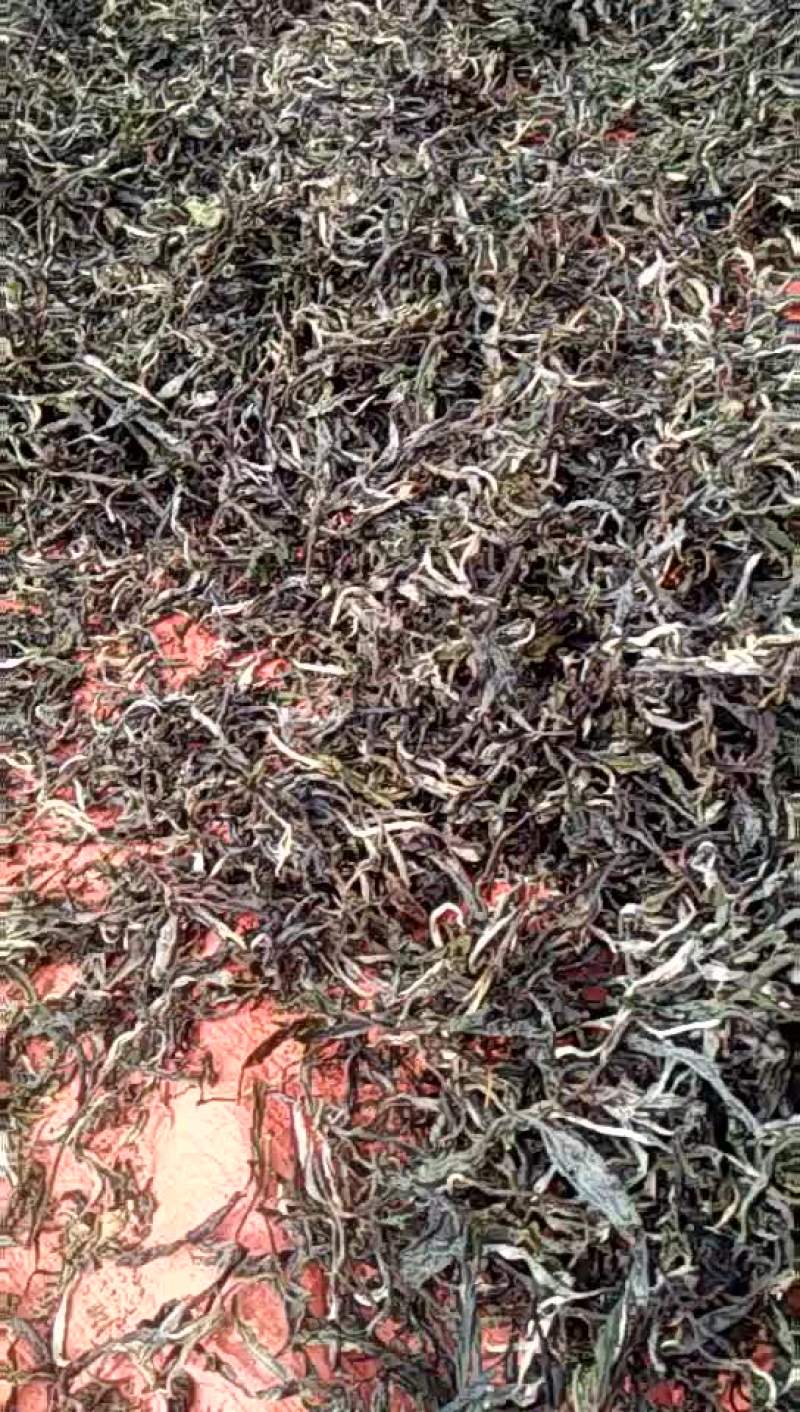 土城山生态古树普洱茶冰岛回味甘甜
