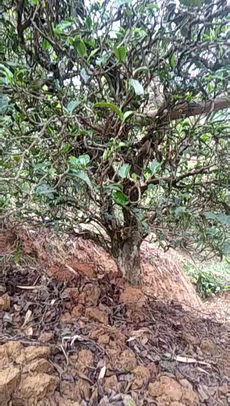 土城山生态古树普洱茶冰岛回味甘甜