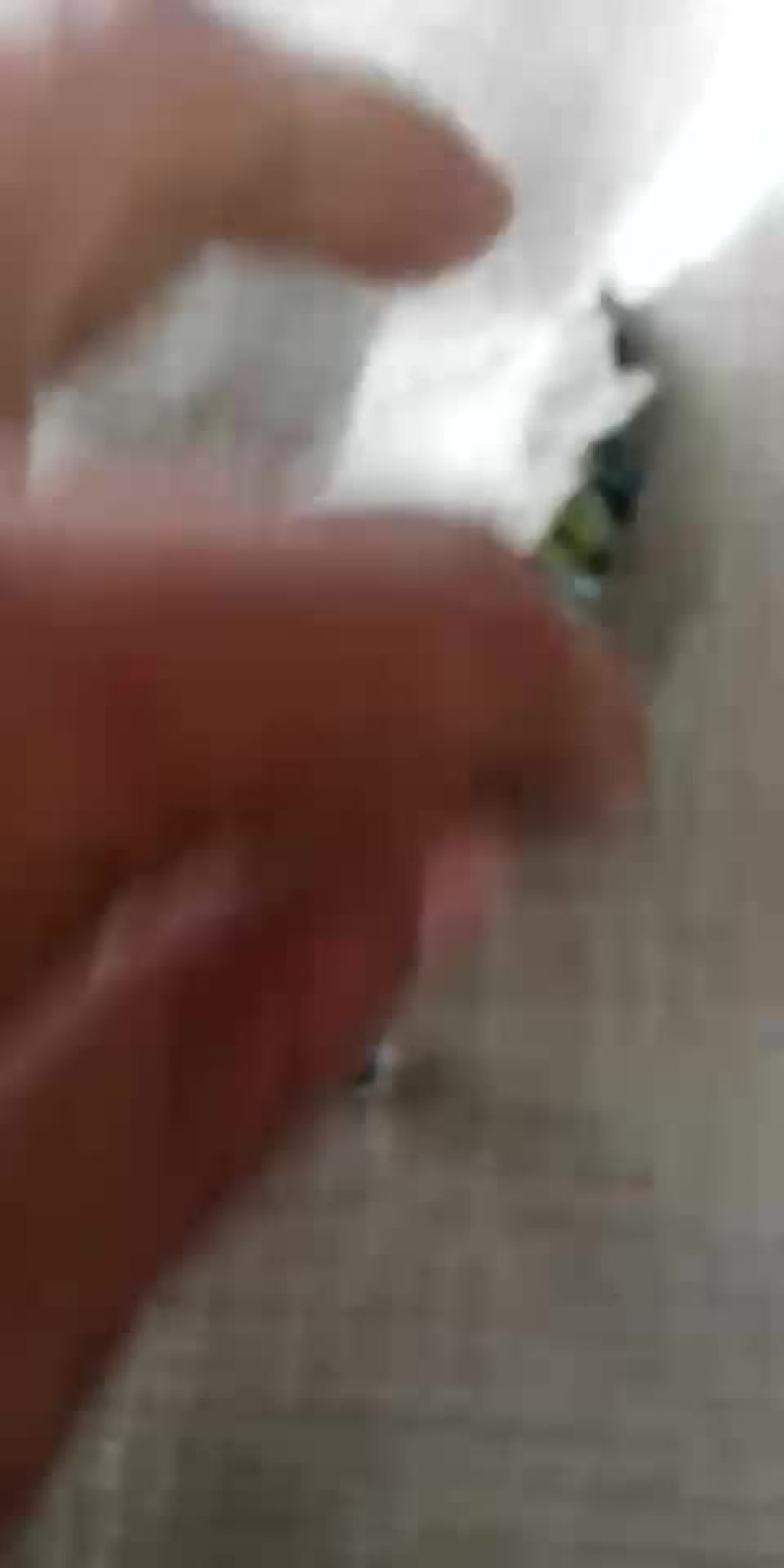 南瓜仁