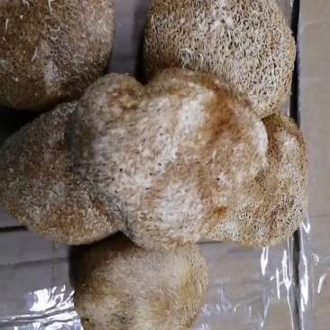 猴头菇