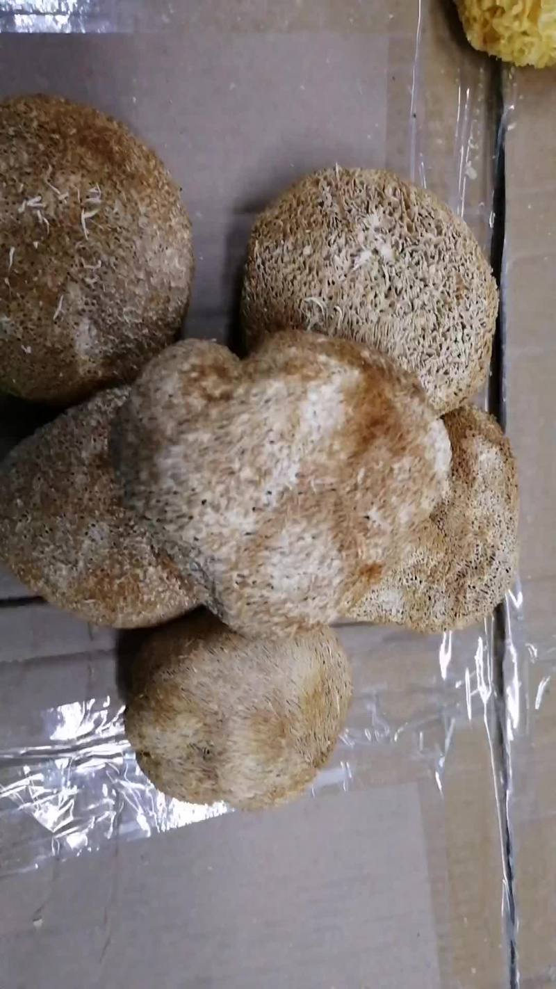 猴头菇