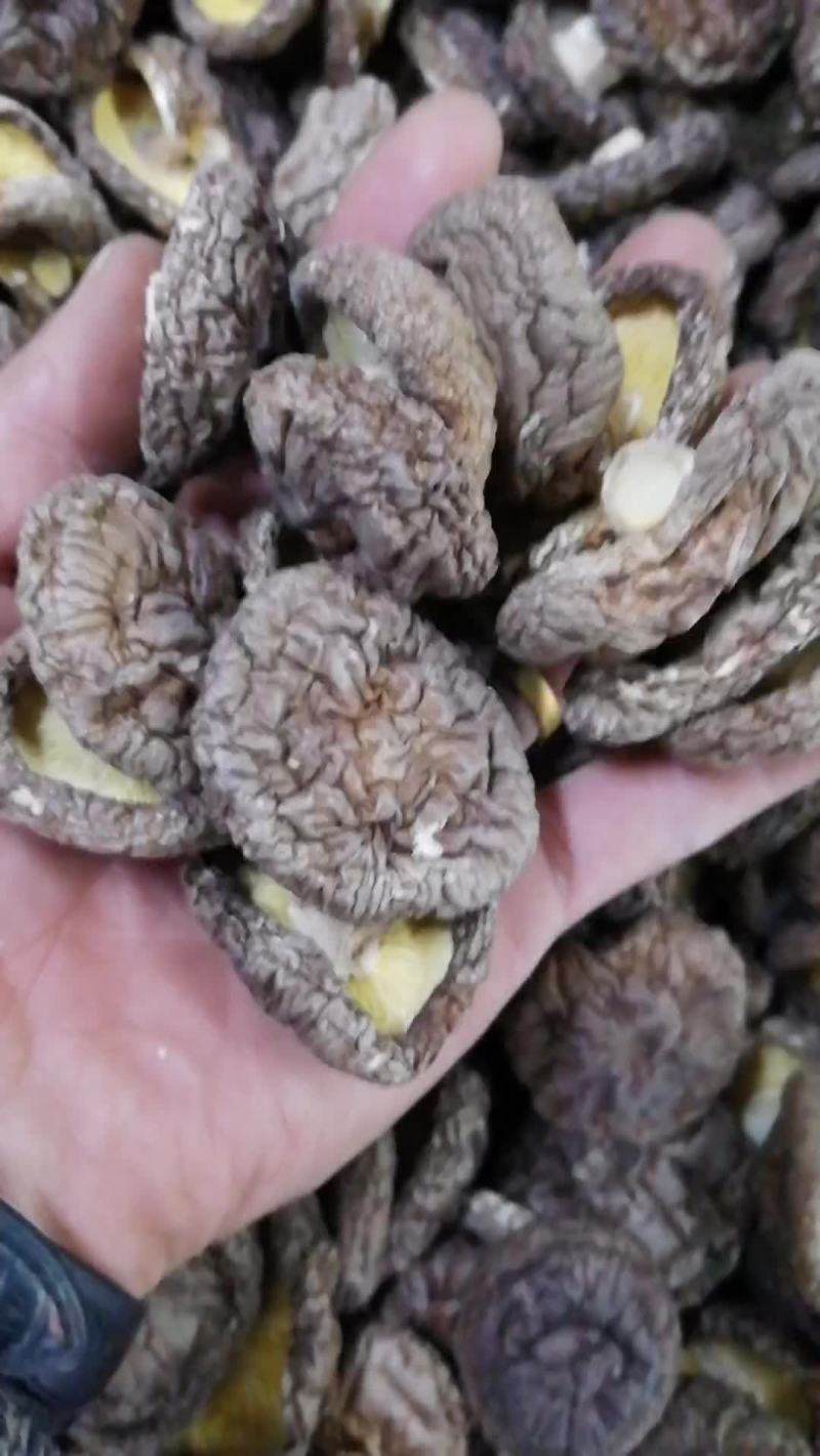 福建香菇