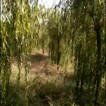 垂柳