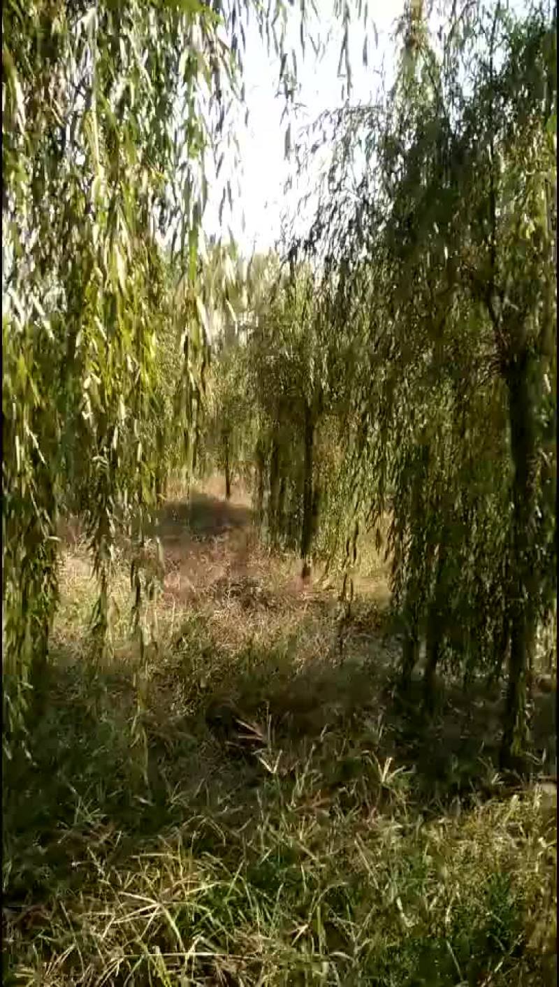 垂柳