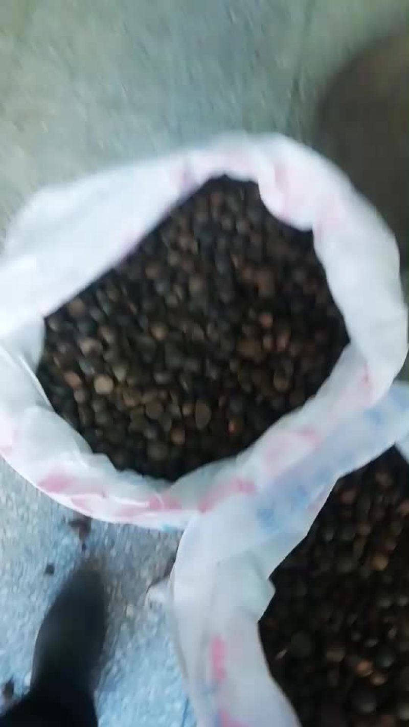 晒场晒的干籽，茶果晒开的湿籽大量上市