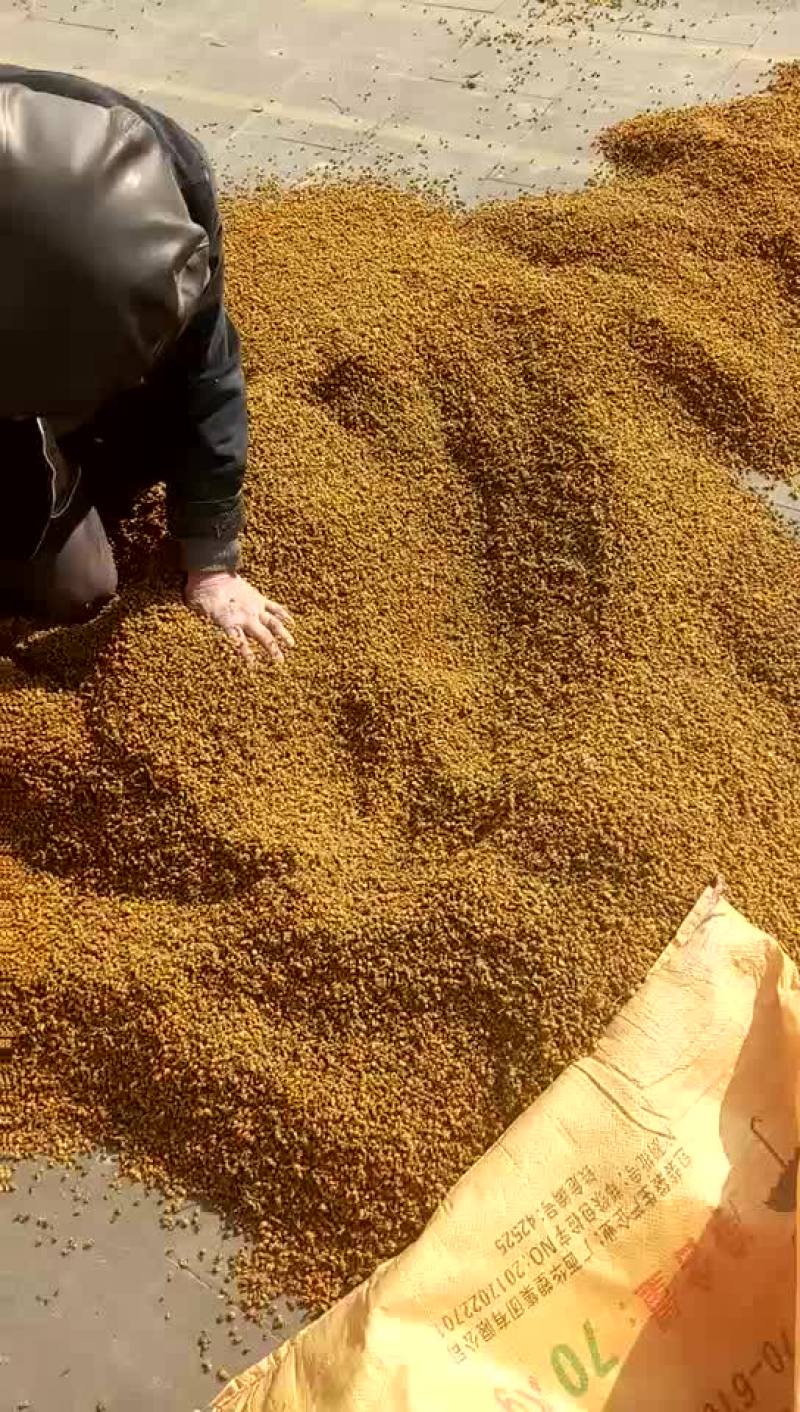 野菊花