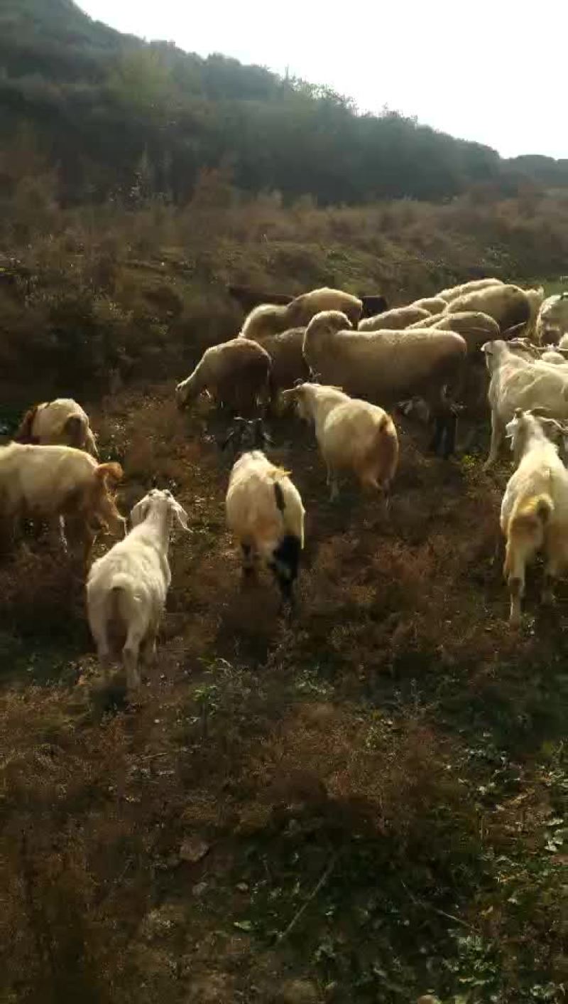 肉羊常年放羊是养殖杀肉的精品羊