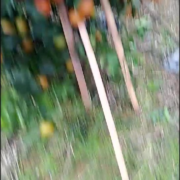 水果