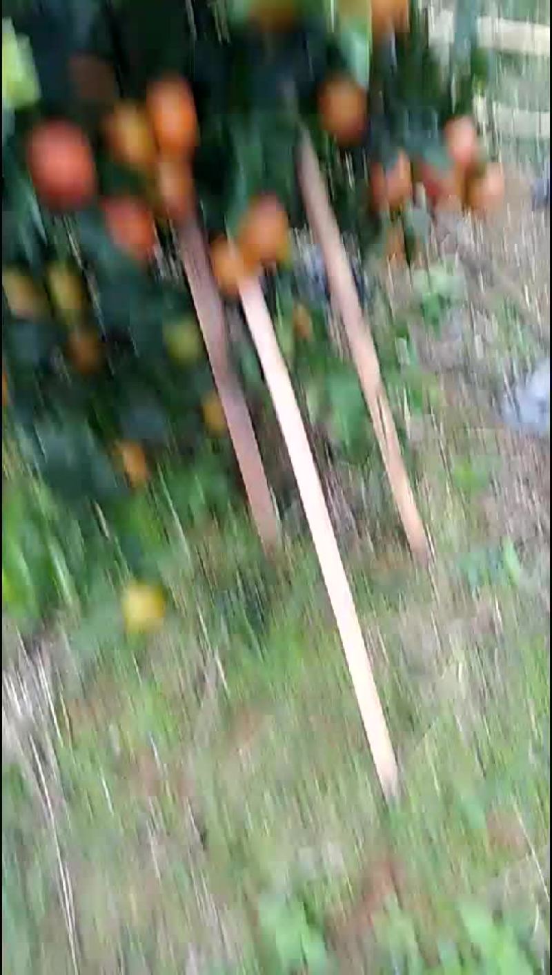 水果
