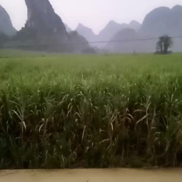 广西崇左市龙州县出租300亩土地可种香蕉等