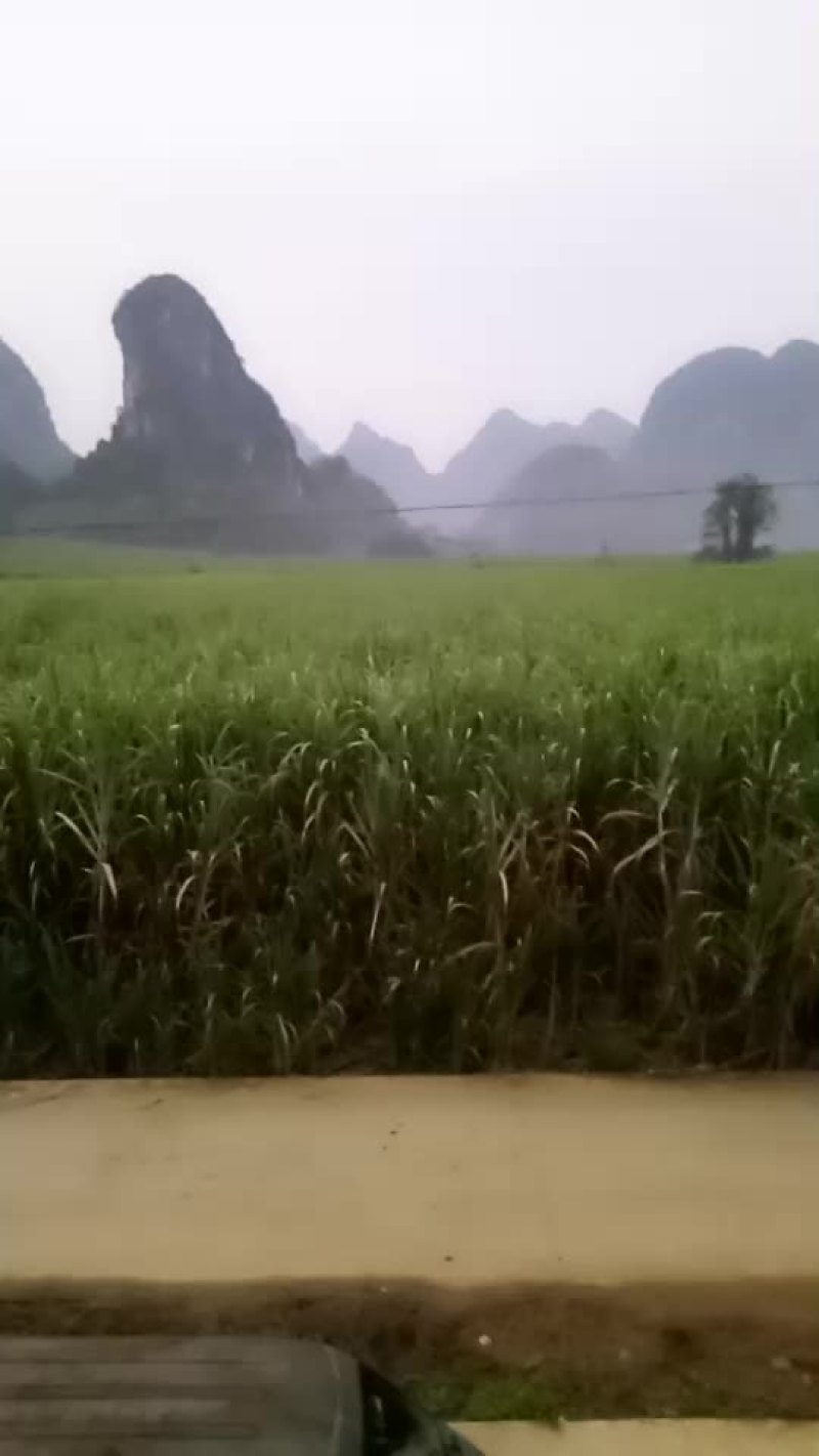 广西崇左市龙州县出租300亩土地可种香蕉等