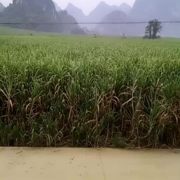 广西崇左市龙州县300亩土地出租可种香蕉