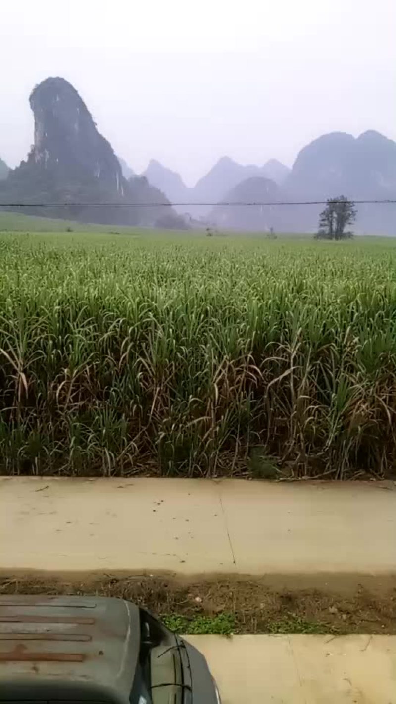 广西崇左市龙州县300亩土地出租可种香蕉