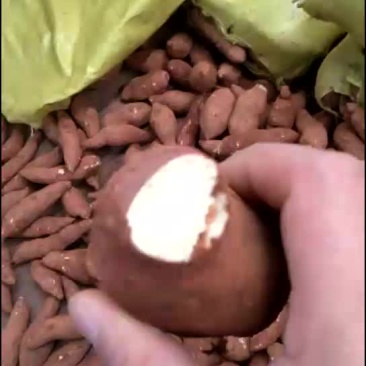 红薯