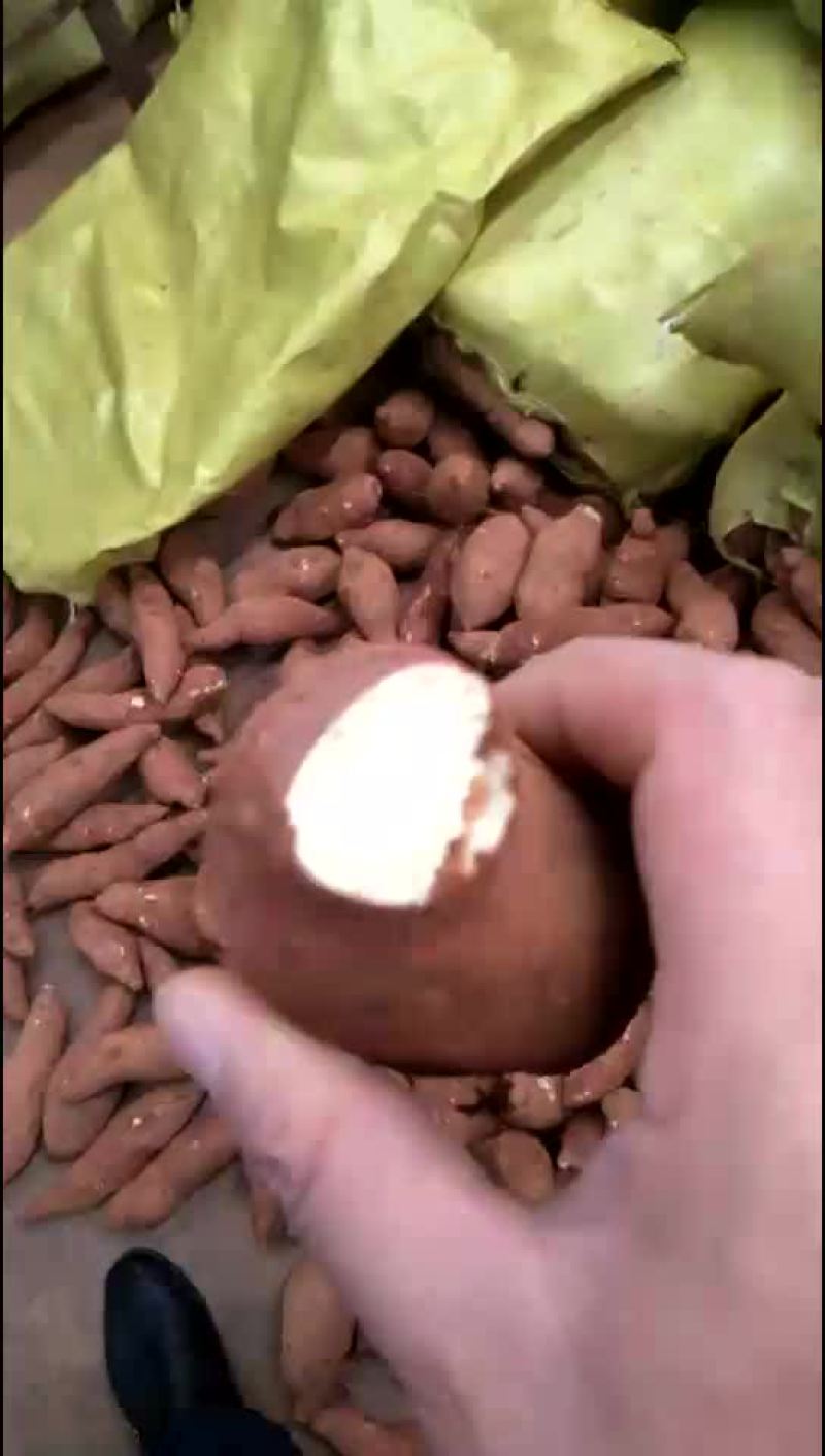 红薯