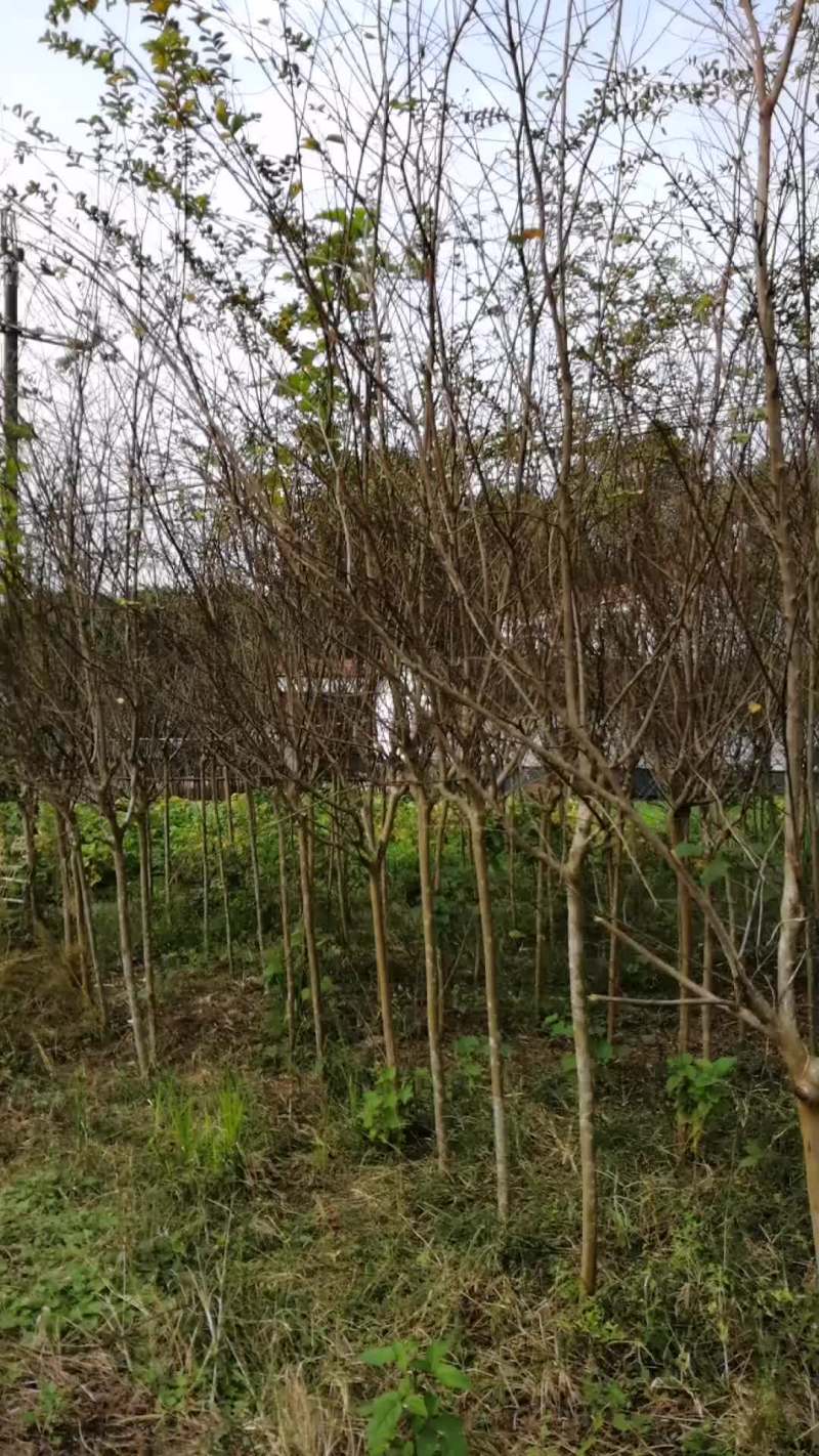 大量紫荆树出售