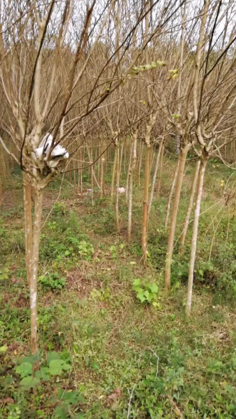 大量紫荆树出售