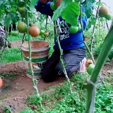 西红柿大量上市，有需要的联系我