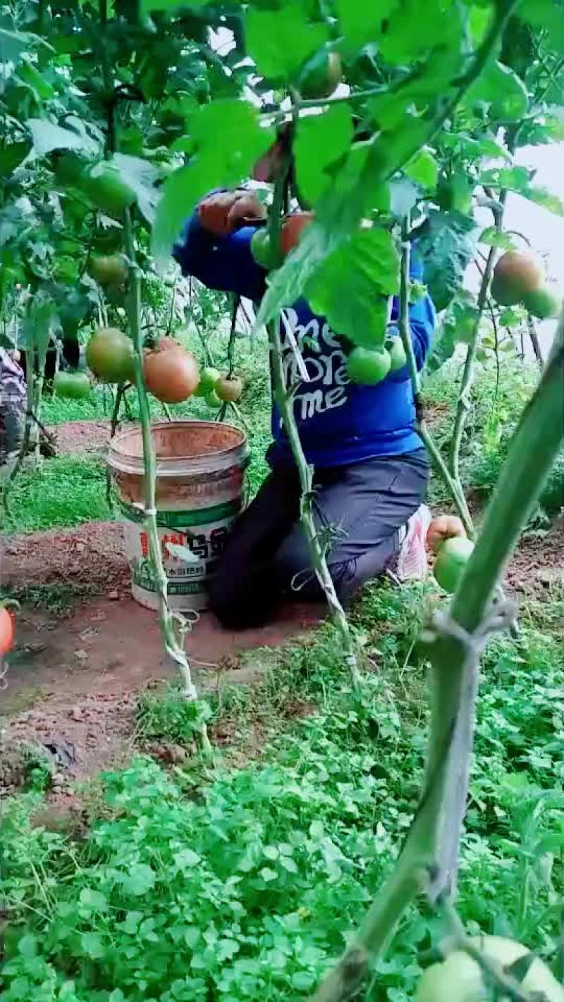 西红柿大量上市，有需要的联系我