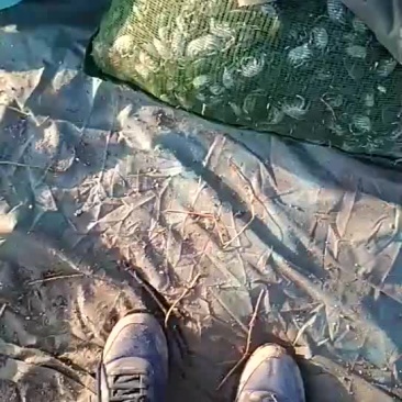 优质盘锦蟹苗批发各种规格都有，包邮寄包成活率，量大从优。