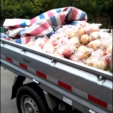 一石榴