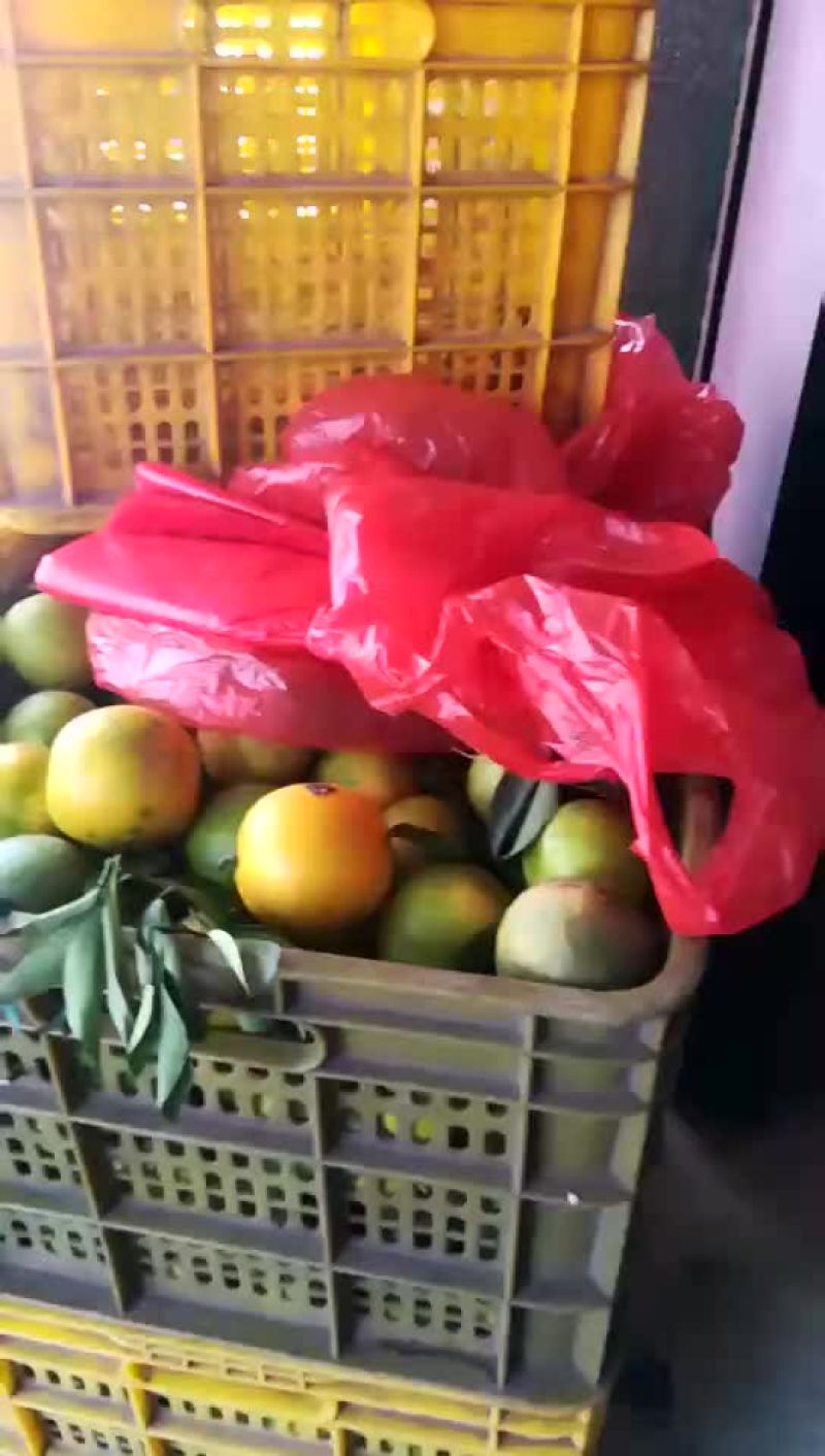 红心橙，白心橙。