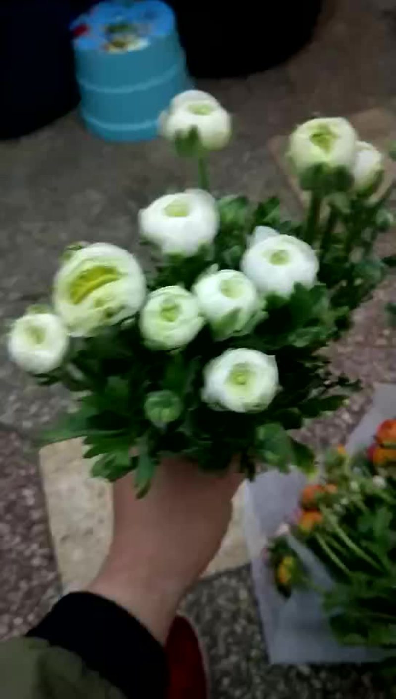 鲜花洋牡丹------云南鲜切花