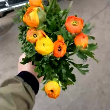 鲜花洋牡丹------云南鲜切花