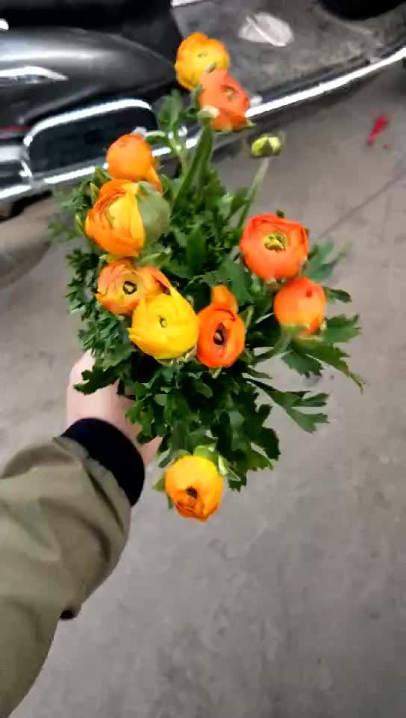 鲜花洋牡丹------云南鲜切花