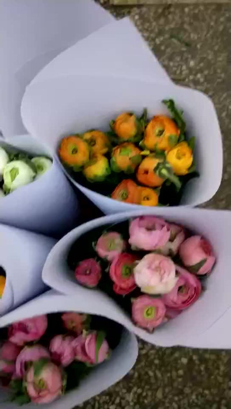 鲜花洋牡丹------云南鲜切花
