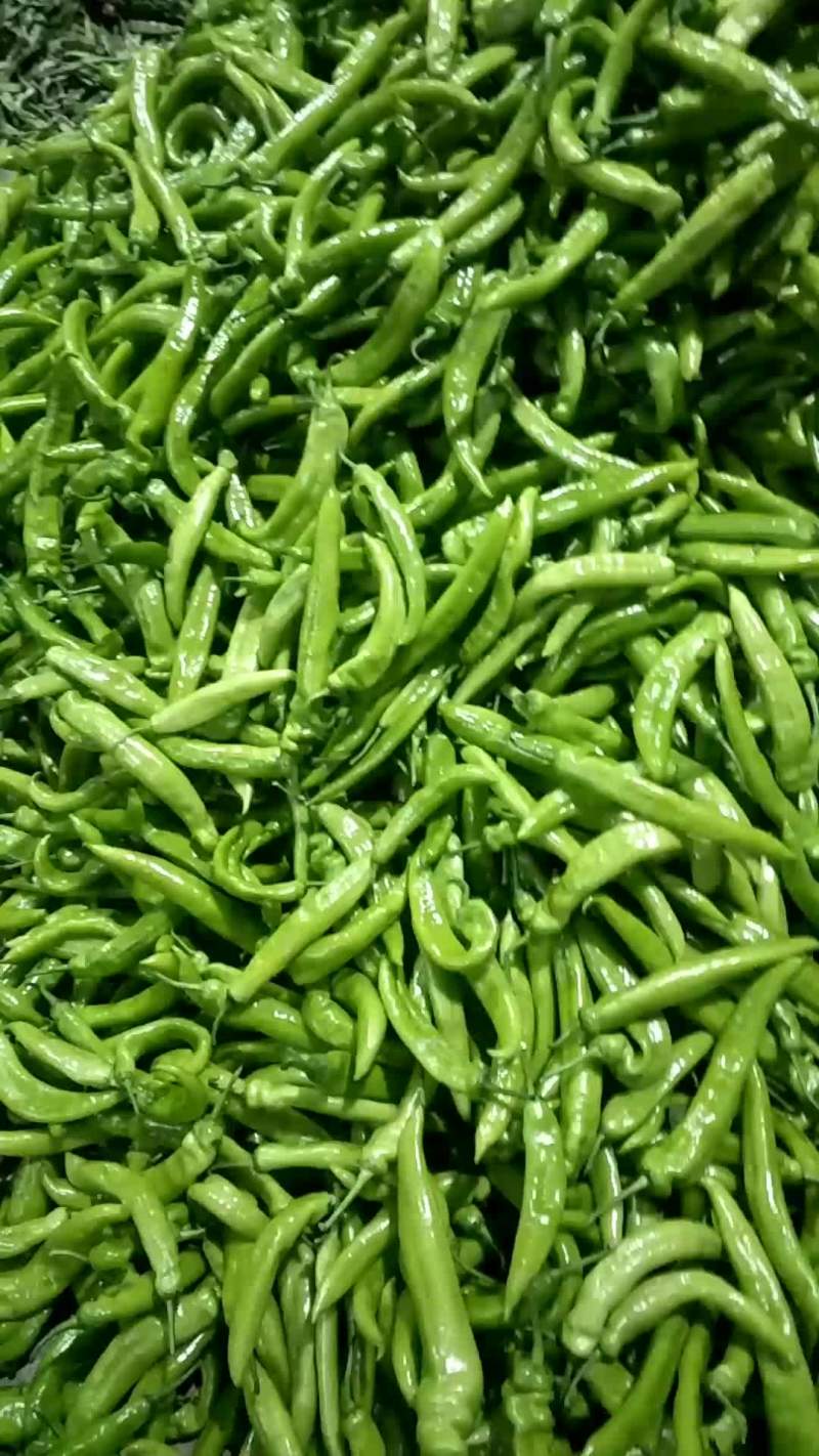暖棚尖椒油豆质量优