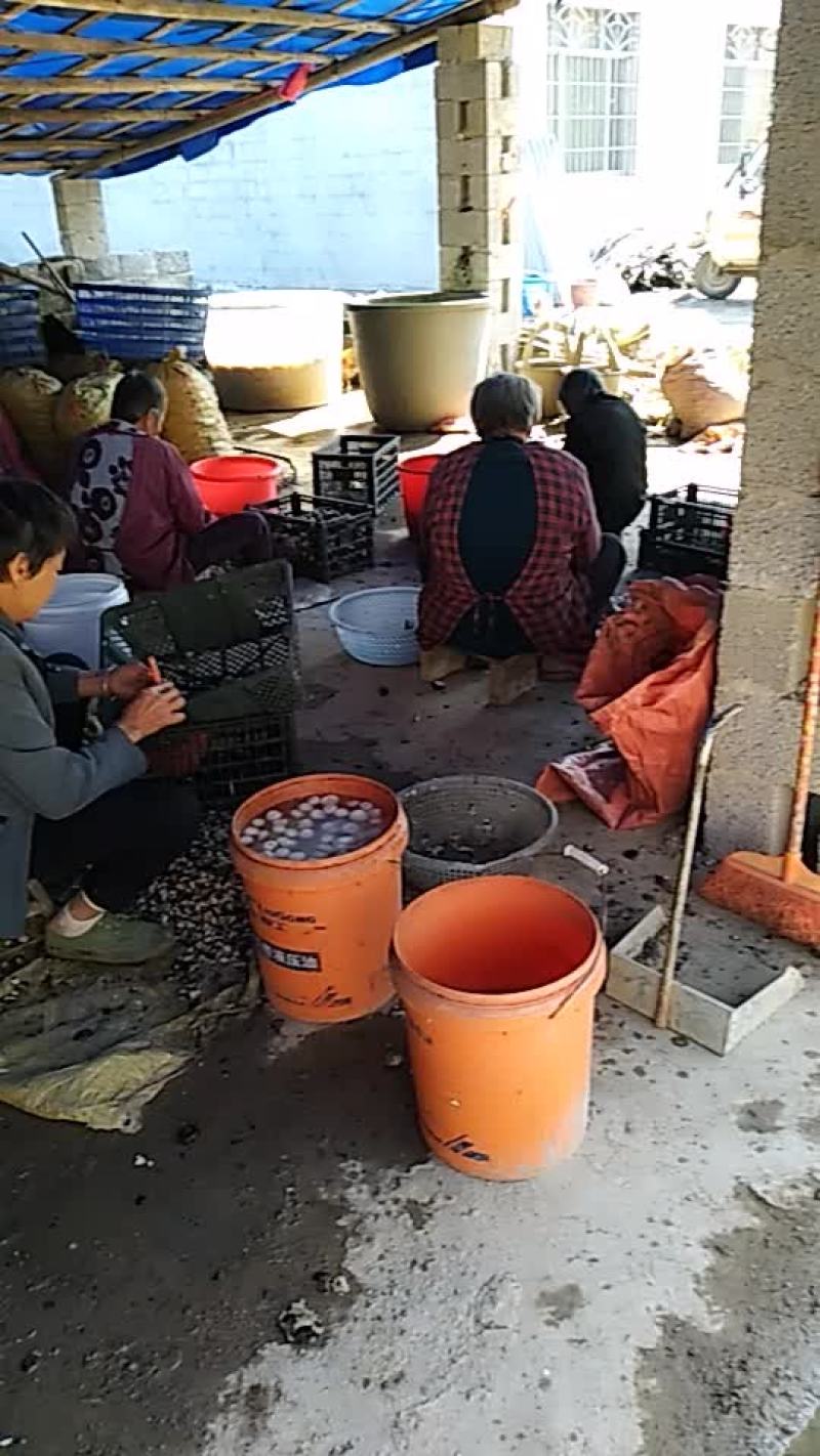 白马蹄长期供应
