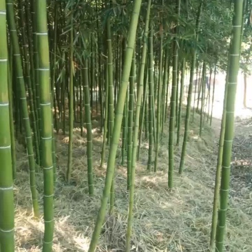 乌头细叶雷竹