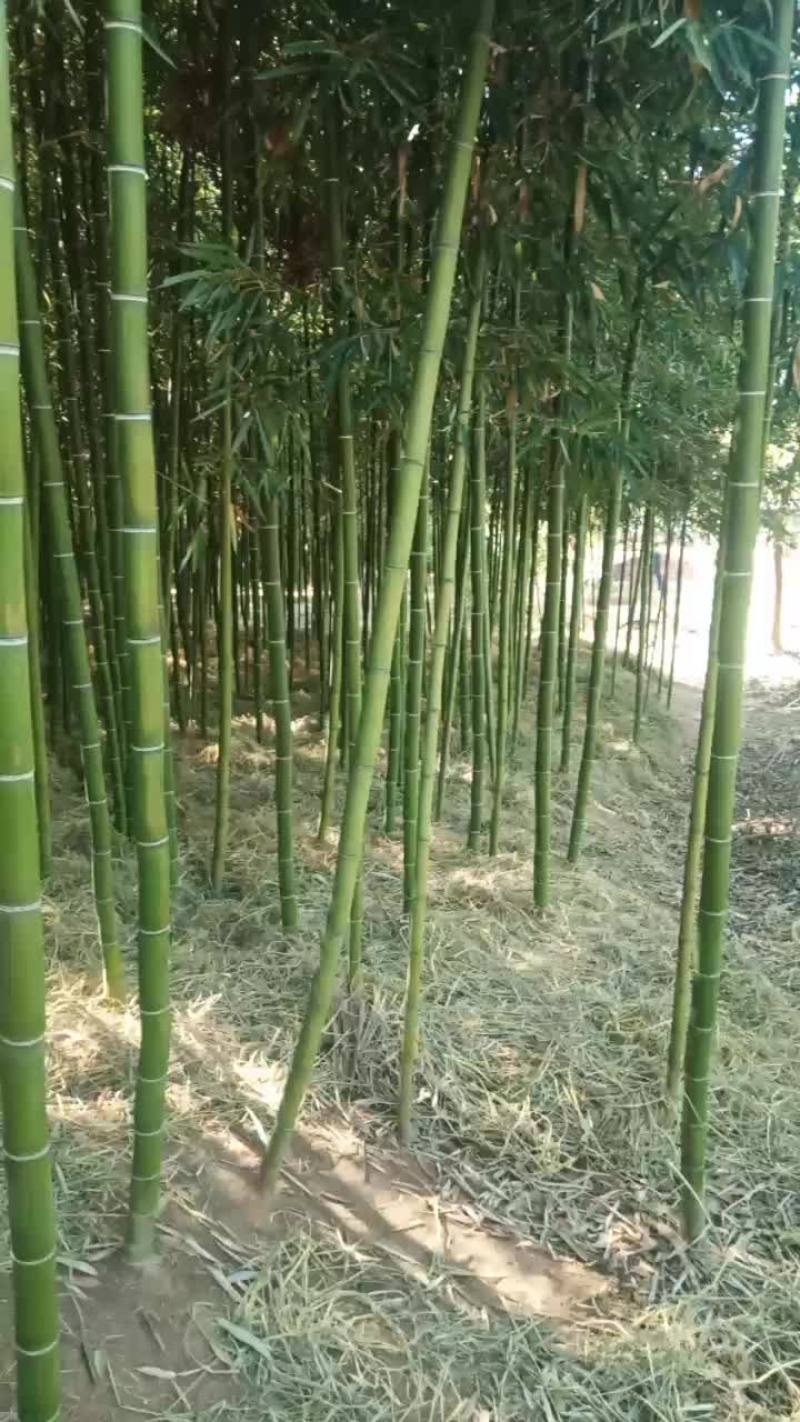 乌头细叶雷竹