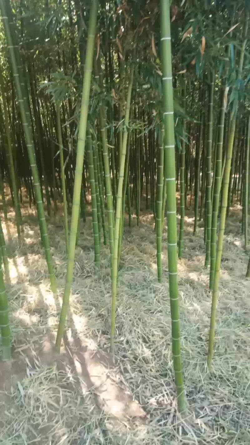 乌头细叶雷竹