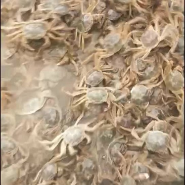 一元蟹
