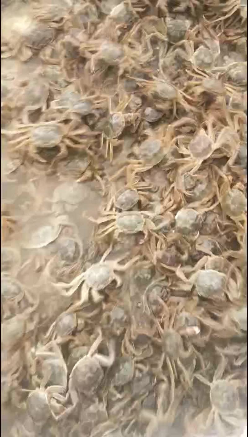 一元蟹