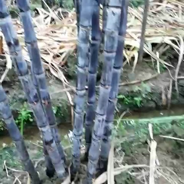 甘蔗