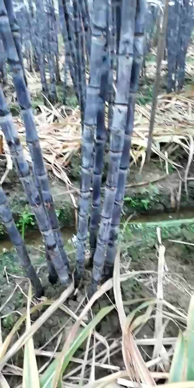 甘蔗