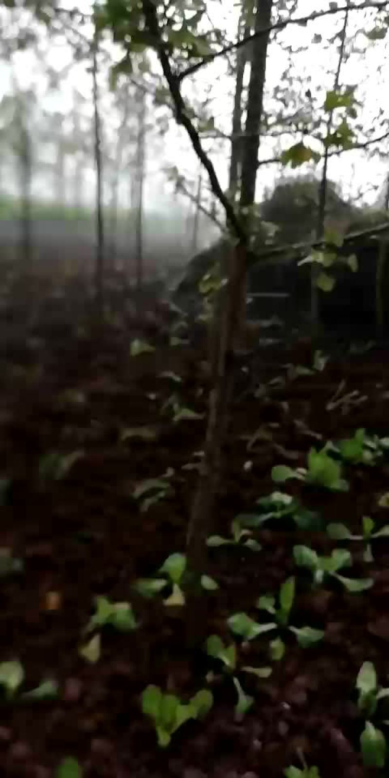 白果树