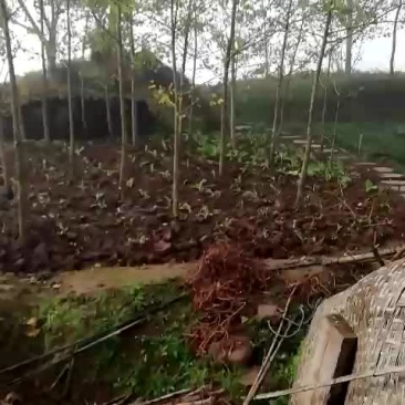 白果树
