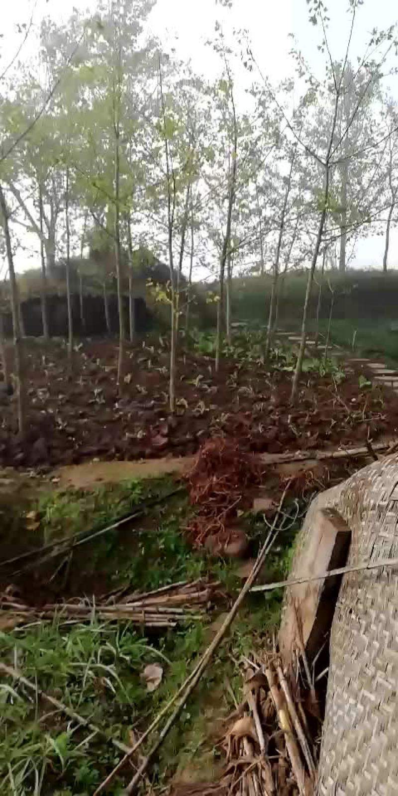 白果树