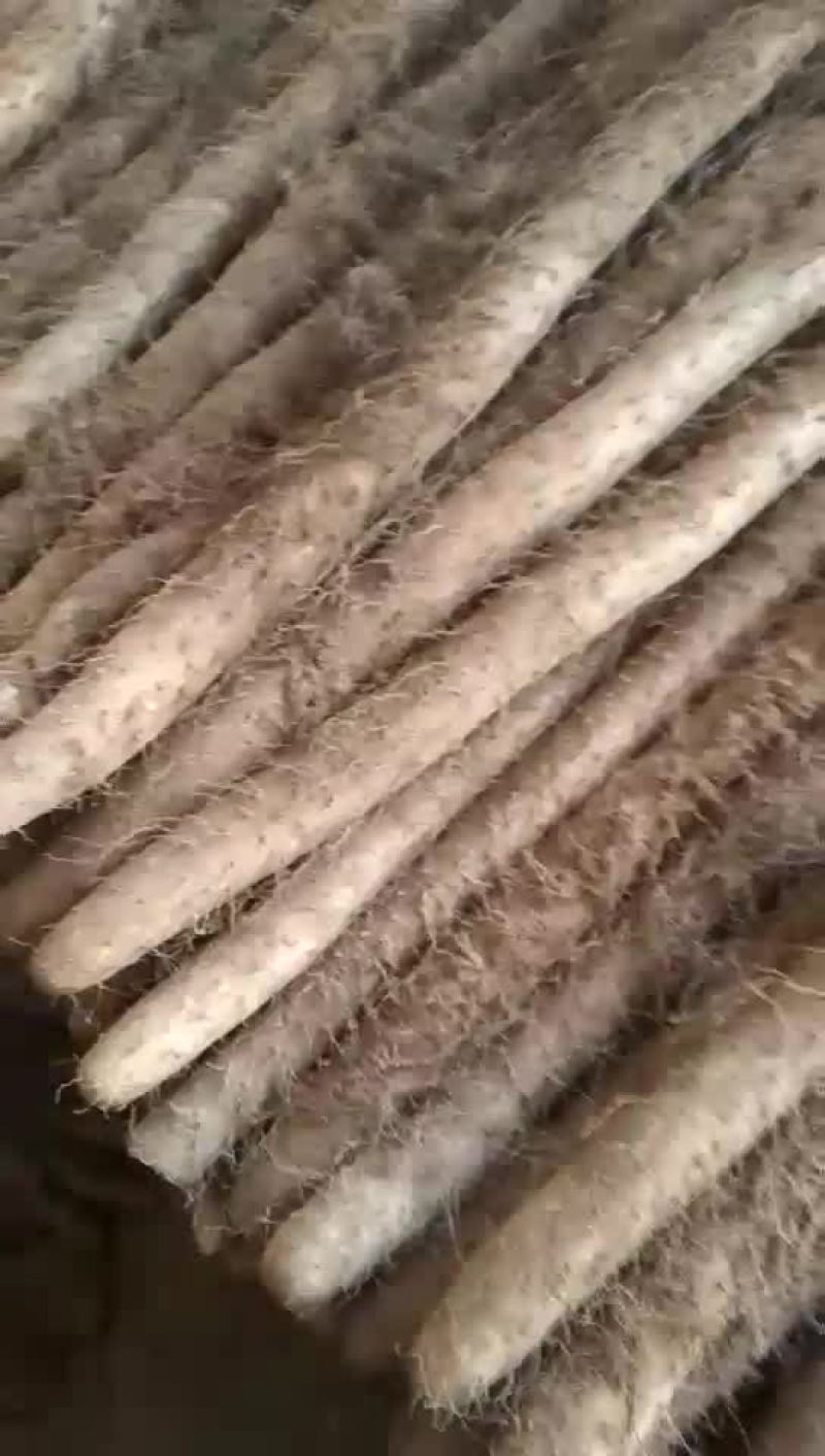 大量供应白玉山药