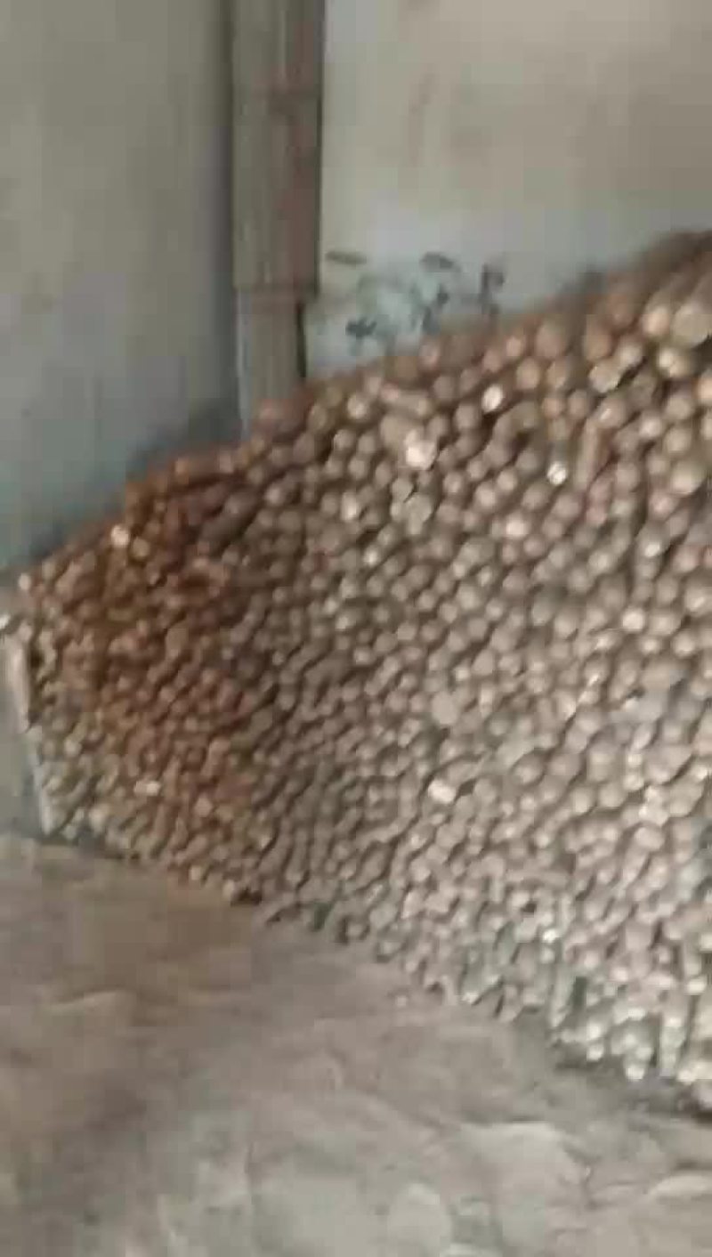 大量供应白玉山药